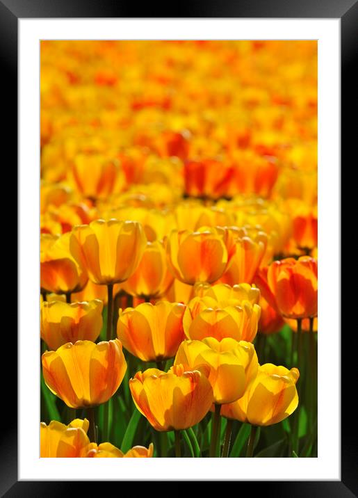 Dutch Orange Tulips Framed Mounted Print by Arterra 