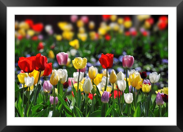 Colourful Tulips in Holland Framed Mounted Print by Arterra 