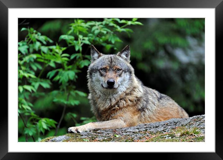 Wolf on Rock in Forest Framed Mounted Print by Arterra 