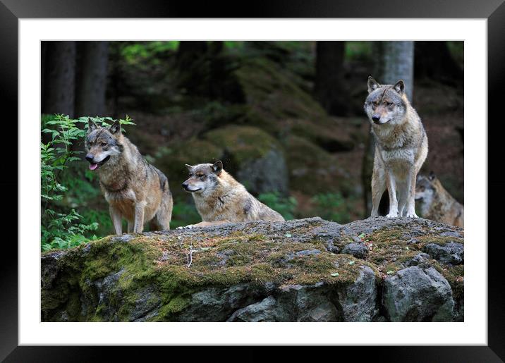 Wolf Pack on Rock in Forest Framed Mounted Print by Arterra 