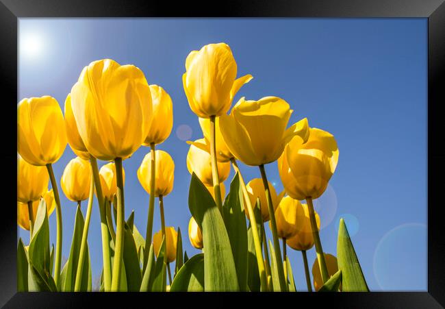 Yellow Tulips in Spring Framed Print by Arterra 
