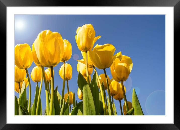 Yellow Tulips in Spring Framed Mounted Print by Arterra 