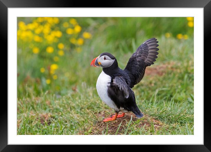 Atlantic Puffin Stretching Wings Framed Mounted Print by Arterra 