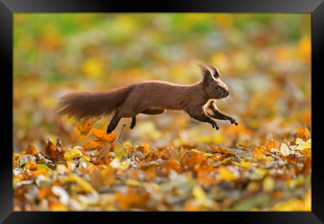 Red Squirrel Leaping in Woodland Framed Print by Arterra 