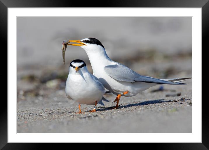 Little Terns Displaying on Beach Framed Mounted Print by Arterra 
