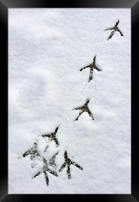 Bird Footprints on Ice in the Snow Framed Print by Arterra 