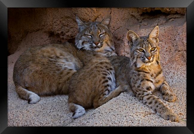 Two Bobcats on Rock Framed Print by Arterra 