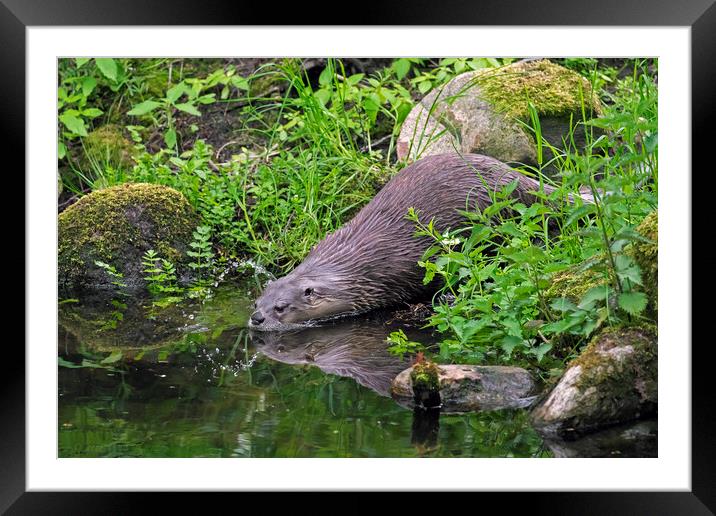 Eurasian Otter Entering Water of Pond Framed Mounted Print by Arterra 