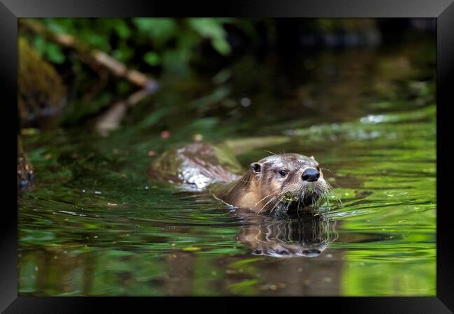 European River Otter Swimming in Stream Framed Print by Arterra 