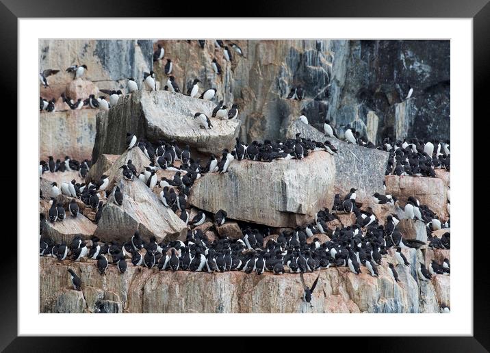 Guillemots Nesting in Sea Cliff Framed Mounted Print by Arterra 