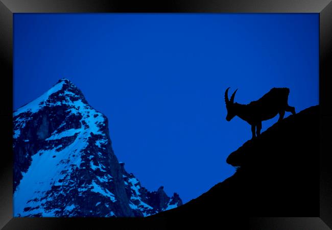 Alpine Ibex Silhouette at Dusk Framed Print by Arterra 