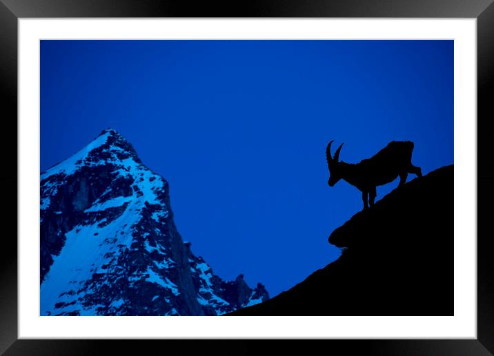 Alpine Ibex Silhouette at Dusk Framed Mounted Print by Arterra 