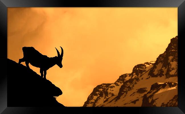 Alpine Ibex Silhouette at Sunset Framed Print by Arterra 