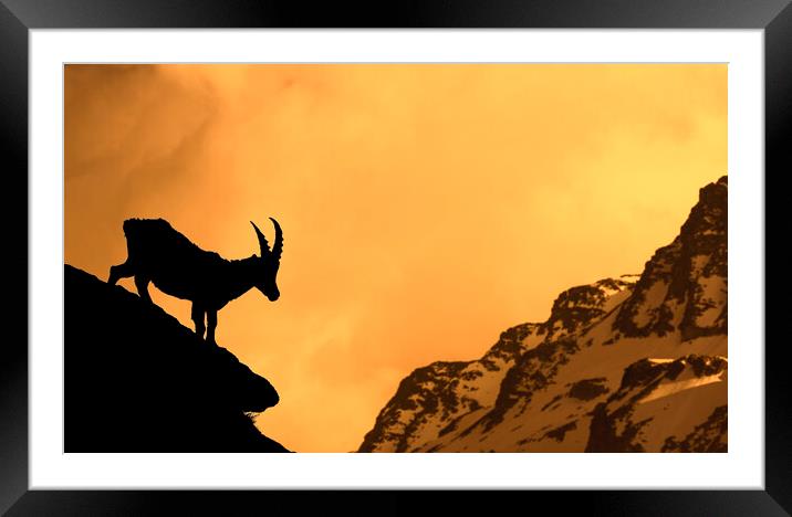 Alpine Ibex Silhouette at Sunset Framed Mounted Print by Arterra 