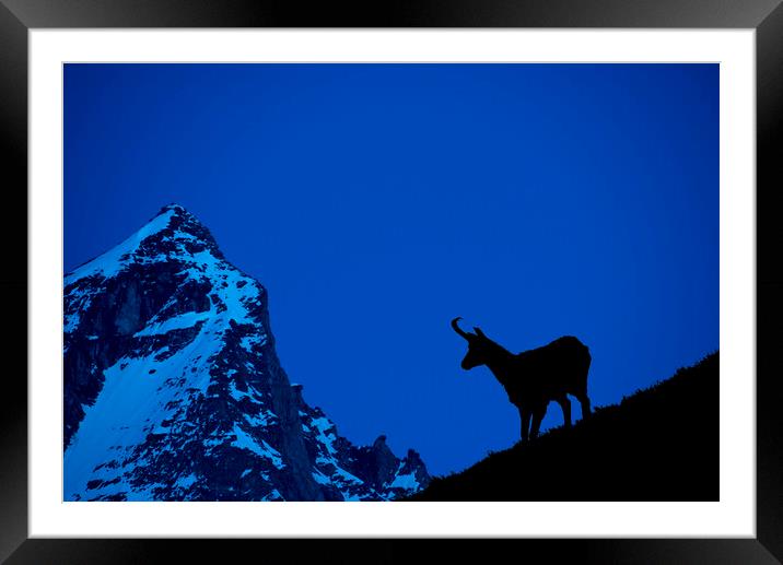 Chamois Silhouette at Dusk in the Alps Framed Mounted Print by Arterra 