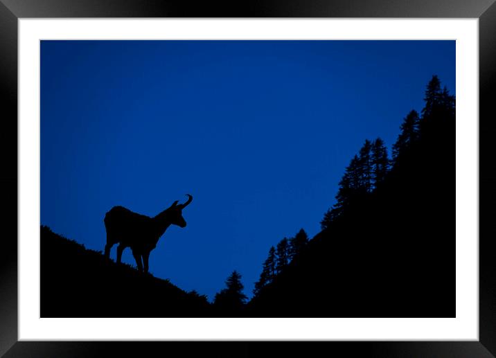 Chamois and Forest Silhouette at Dusk Framed Mounted Print by Arterra 