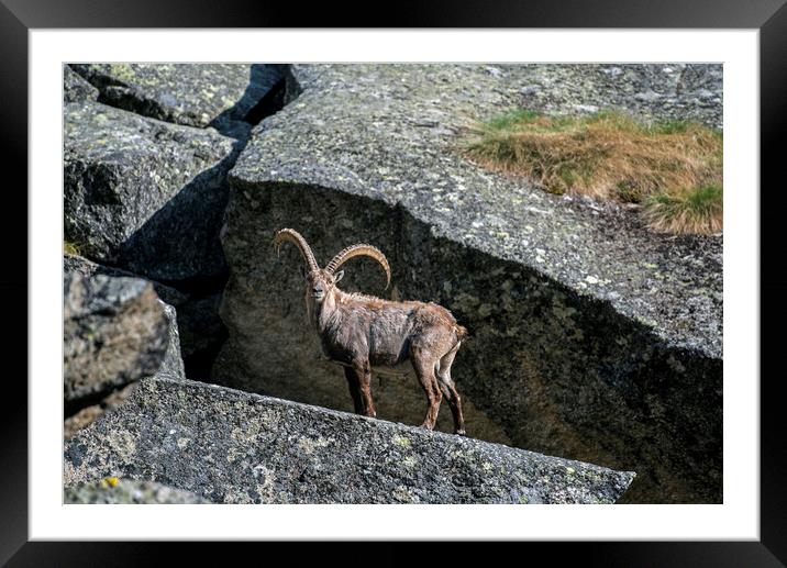 Alpine Ibex in Rock Face Framed Mounted Print by Arterra 