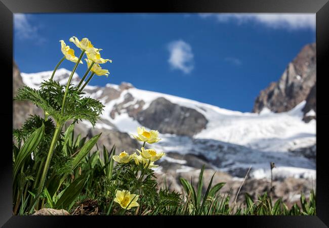 Yellow Alpine Pasqueflowers in the Alps Framed Print by Arterra 