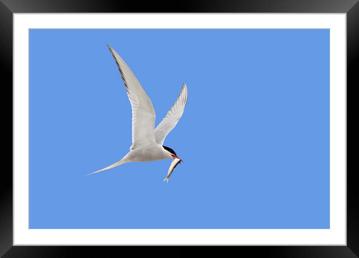 Arctic Tern Flying with Caught Fish Framed Mounted Print by Arterra 