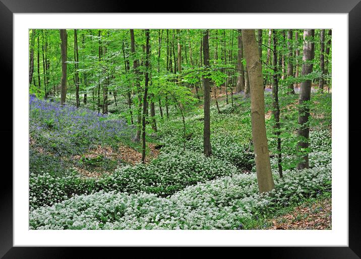 Wild Garlic and Bluebells Flowering in Spring Wood Framed Mounted Print by Arterra 