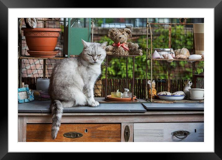 British Shorthair Cat in Kitchen Framed Mounted Print by Arterra 