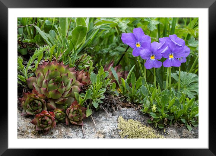 Houseleek and Mountain Violets in Flower  Framed Mounted Print by Arterra 