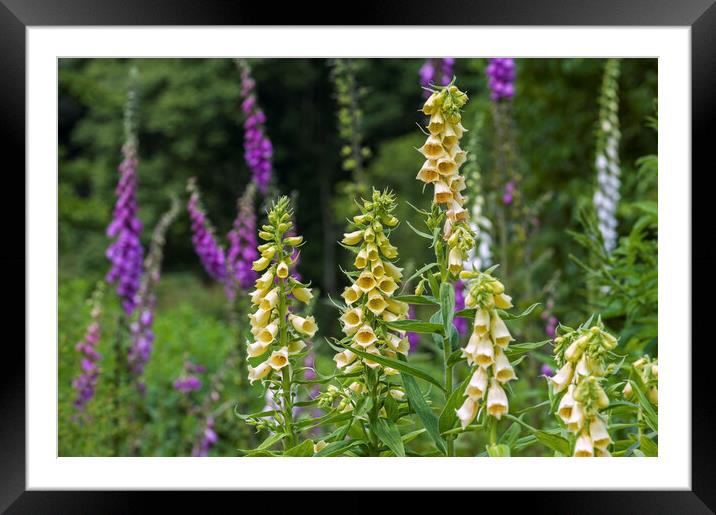 Large Yellow Foxgloves in Flower Framed Mounted Print by Arterra 
