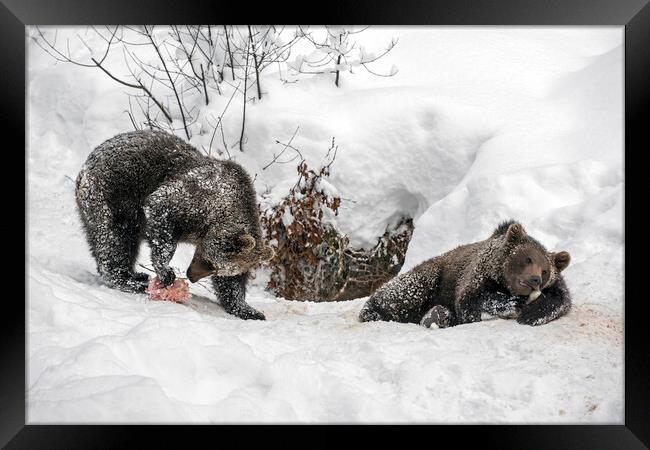Twin Brown Bear Cubs in the Snow Framed Print by Arterra 