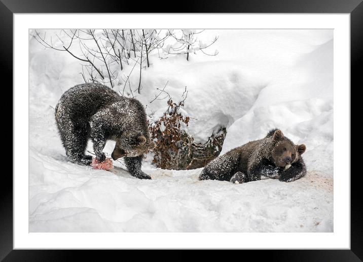 Twin Brown Bear Cubs in the Snow Framed Mounted Print by Arterra 