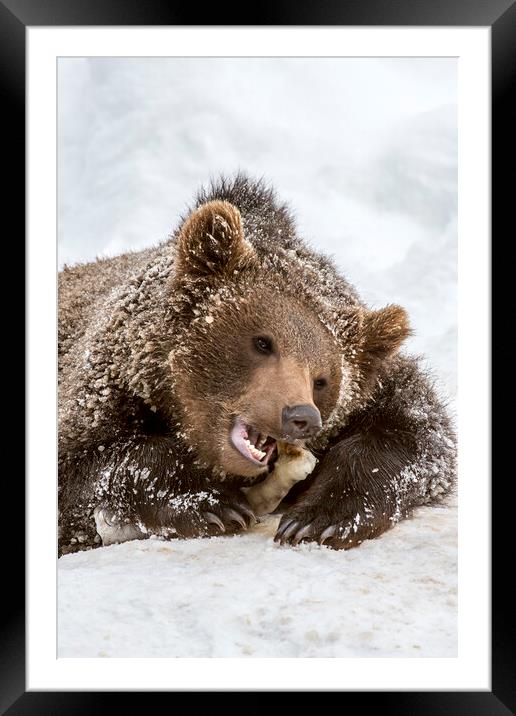 Brown Bear Chewing Bone in Winter Framed Mounted Print by Arterra 