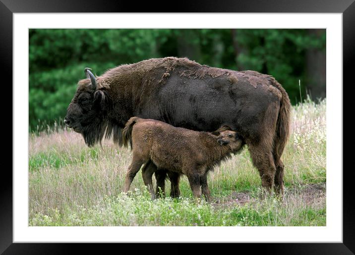 European Bison with Calf Framed Mounted Print by Arterra 