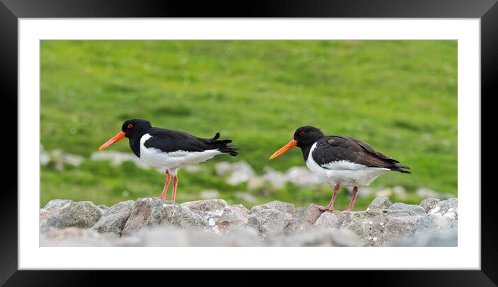 Pied Oystercatchers Pair, Scotland Framed Mounted Print by Arterra 