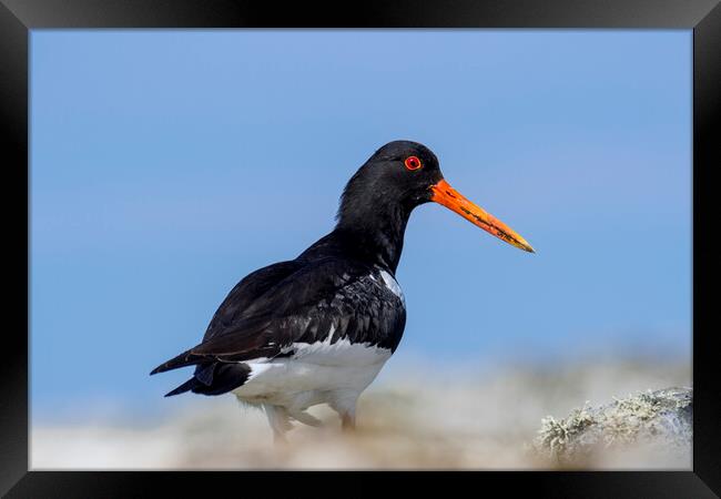 Common Pied Oystercatcher Framed Print by Arterra 