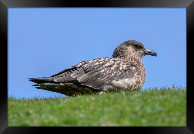 Great Skua on Moorland Framed Print by Arterra 