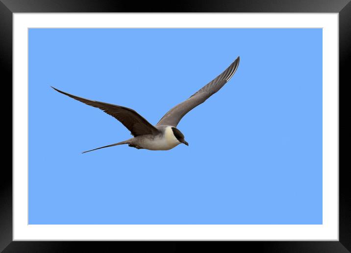 Long-Tailed Skua Flying Framed Mounted Print by Arterra 