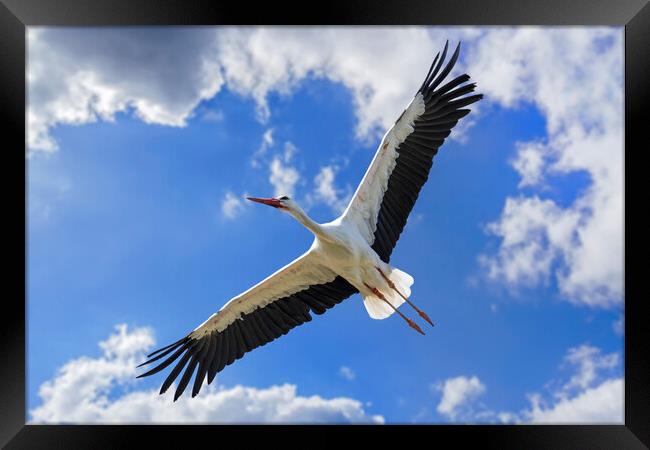 White Stork Flying Framed Print by Arterra 