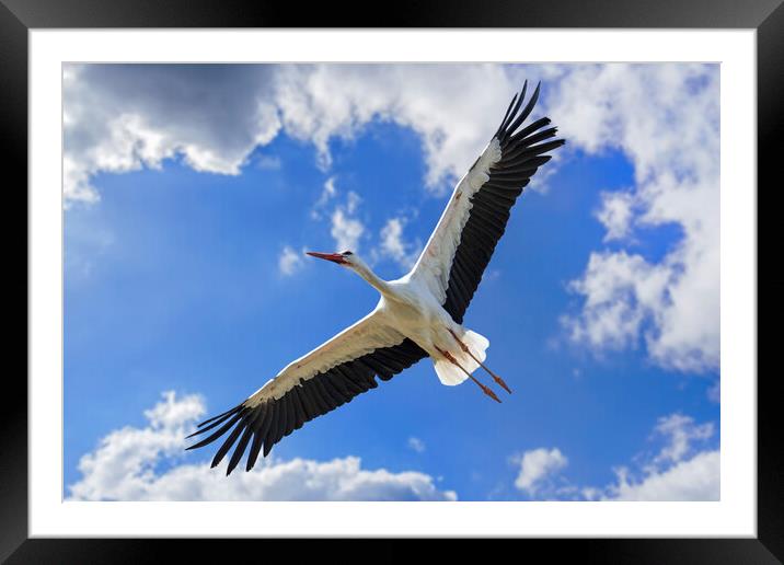 White Stork Flying Framed Mounted Print by Arterra 