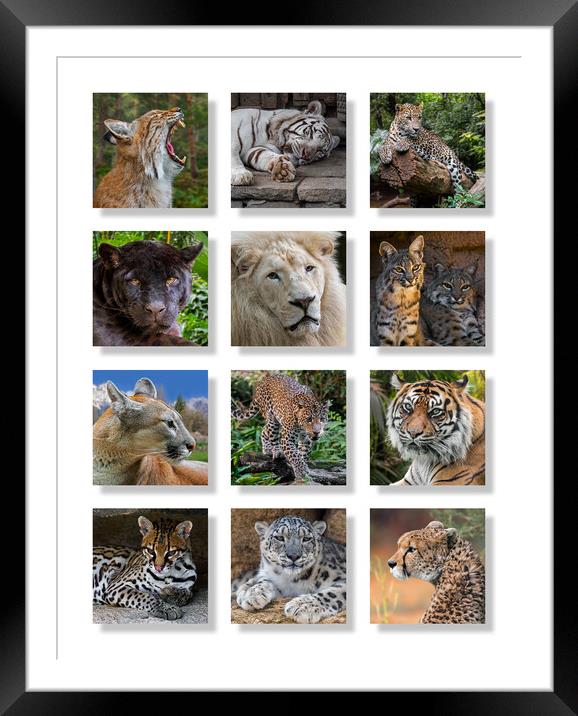 Big Cats Framed Mounted Print by Arterra 