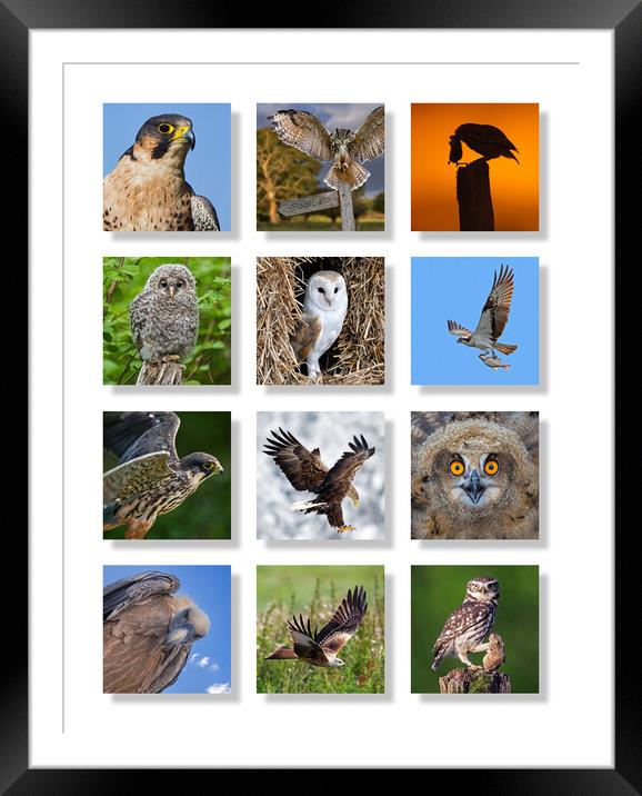 European Birds of Prey Framed Mounted Print by Arterra 