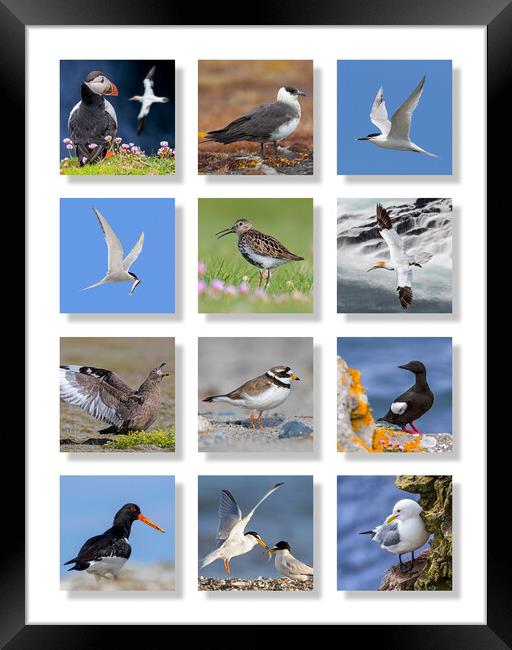 Scottish Seabirds Framed Print by Arterra 