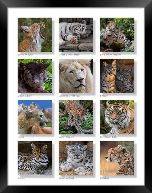 Big Cats Collection Framed Print by Arterra 