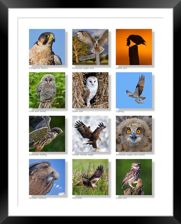 European Birds of Prey Collection Framed Mounted Print by Arterra 