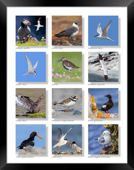 Scottish Seabirds Collection Framed Print by Arterra 