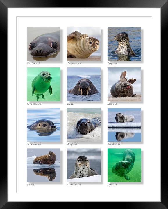 Seals Collection Framed Mounted Print by Arterra 