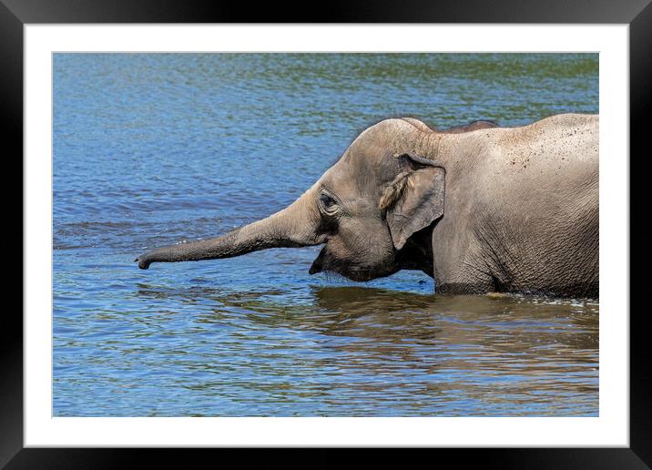 Elephant Juvenile Bathing in Lake Framed Mounted Print by Arterra 