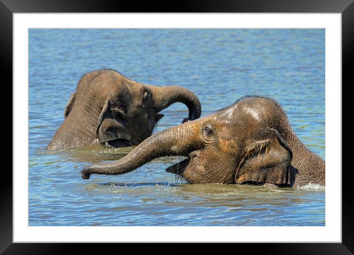 Two Young Elephants Bathing in Lake Framed Mounted Print by Arterra 