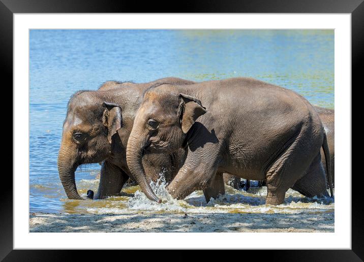 Asian Elephants Bathing in Lake Framed Mounted Print by Arterra 