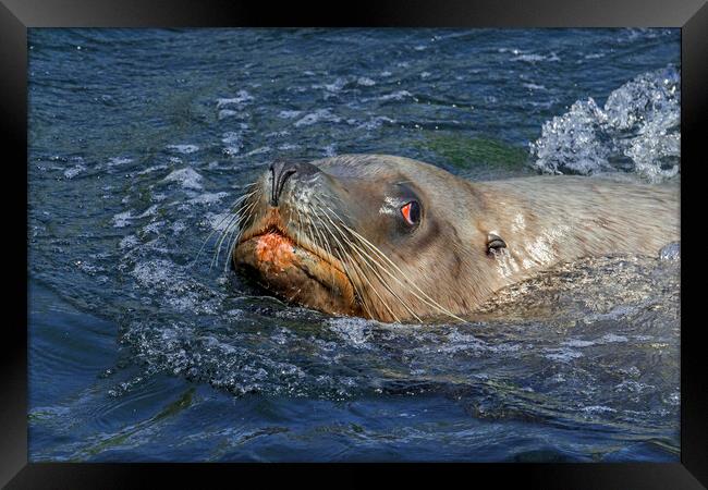 Steller Sea Lion Bull Swimming Framed Print by Arterra 