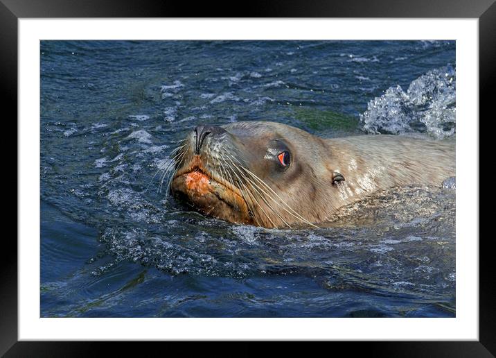Steller Sea Lion Bull Swimming Framed Mounted Print by Arterra 