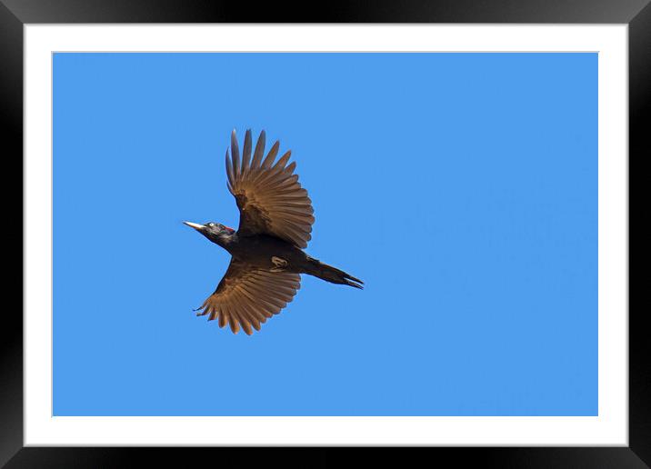 Flying Black Woodpecker Framed Mounted Print by Arterra 